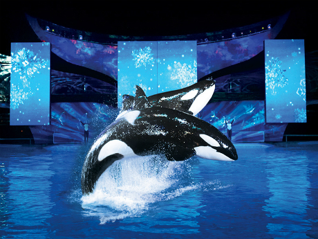 Christmas at SeaWorld is great!