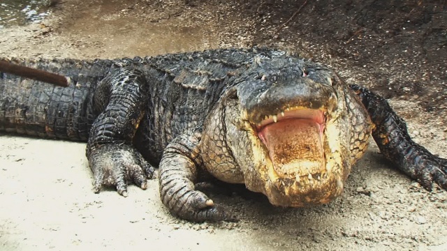 Alligator at Gatorland Orlando