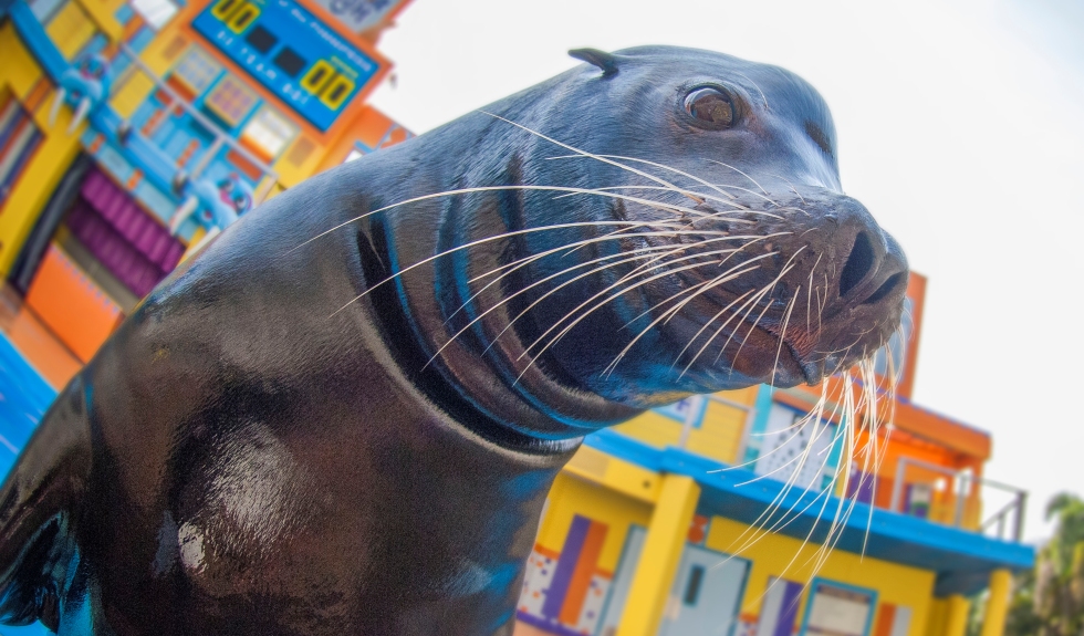 Sea Lion Show Returns to SeaWorld Orlando