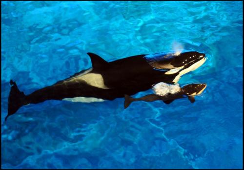 Killer_whale_birth_at_SeaWorld_Orlando