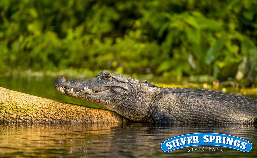 Where to See Wild Alligators in Orlando – Natural Attractions