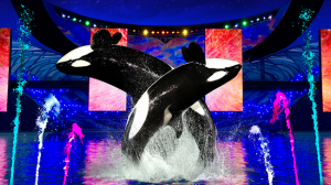 New Killer Whale Show at SeaWorld