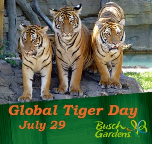 Tiger Day at Busch Gardens